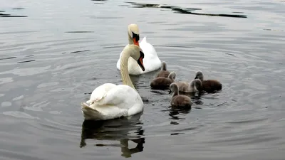 Маңғыстаудағы табиғатты қорғау инспекторлары аққулардың өлексесіне қатысты түсінік берді, сурет - Zakon.kz жаңалық 25.03.2026 16:35