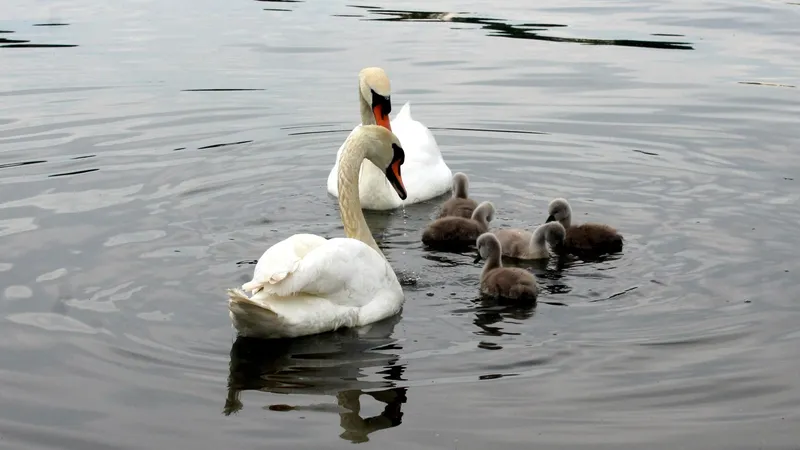 Маңғыстаудағы табиғатты қорғау инспекторлары аққулардың өлексесіне қатысты түсінік берді