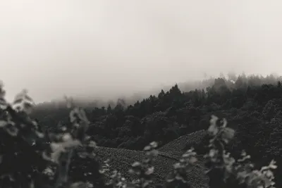 Тұман және екпіні күшті жел: 26 наурызға арналған ауа райы болжамы жарияланды, сурет - Zakon.kz жаңалық 25.03.2026 15:10