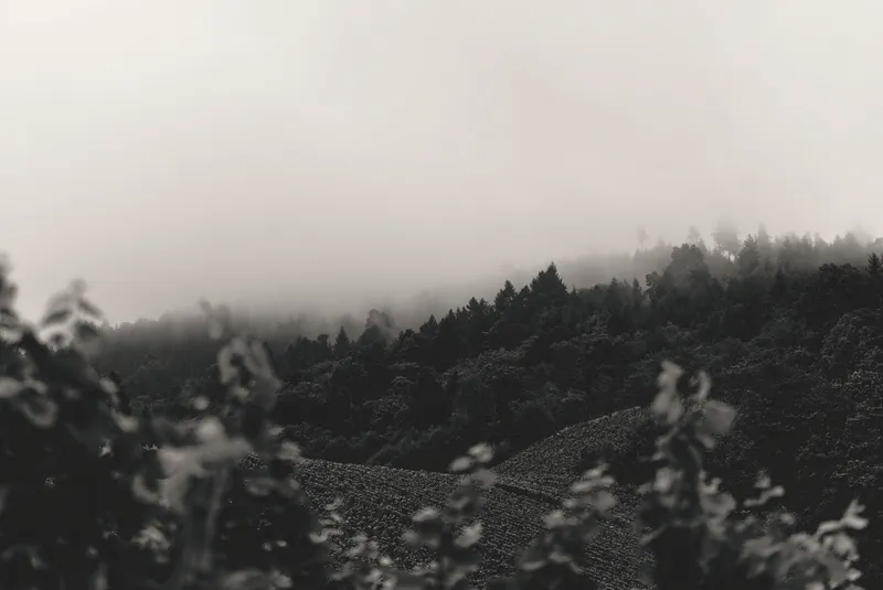 Тұман және екпіні күшті жел: 26 наурызға арналған ауа райы болжамы жарияланды