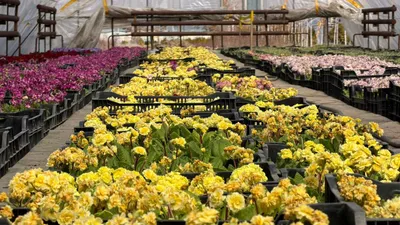 2026 жылы "Eco Almaty" ЖШС қаланы гүл екпелерімен көгалдандыру және безендіру жұмыстарына бақылау жүргізеді., сурет - Zakon.kz жаңалық 26.03.2026 15:43