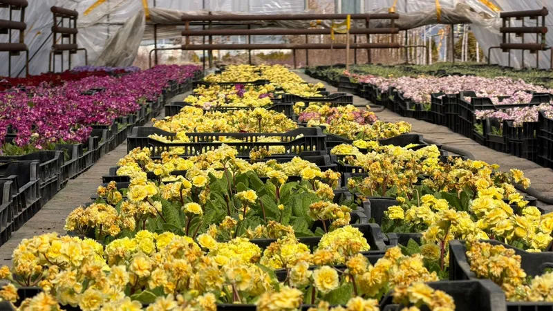 Алматыда 380 мың шаршы метрден астам аумаққа гүл егіледі