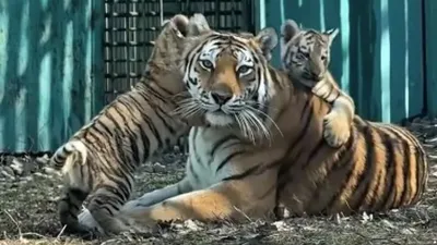 "Қазірден-ақ мінезді": Алматы хайуанаттар бағында амур жолбарыстарының үш шөнжігі дүниеге келді, сурет - Zakon.kz жаңалық 27.03.2026 21:07