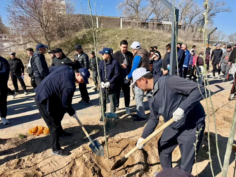 "Таза Қазақстан": Қонаевта 3 000 түп ағаш отырғызу жұмысы басталды