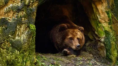 Алматы тауларында қоңыр аюлар қысқы ұйқыдан оянуда , сурет - Zakon.kz жаңалық 30.03.2026 15:59