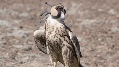 Жетісуда жабайы табиғатқа Қызыл кітапқа енген құс ұшырылды , сурет - Zakon.kz жаңалық 30.03.2026 09:47