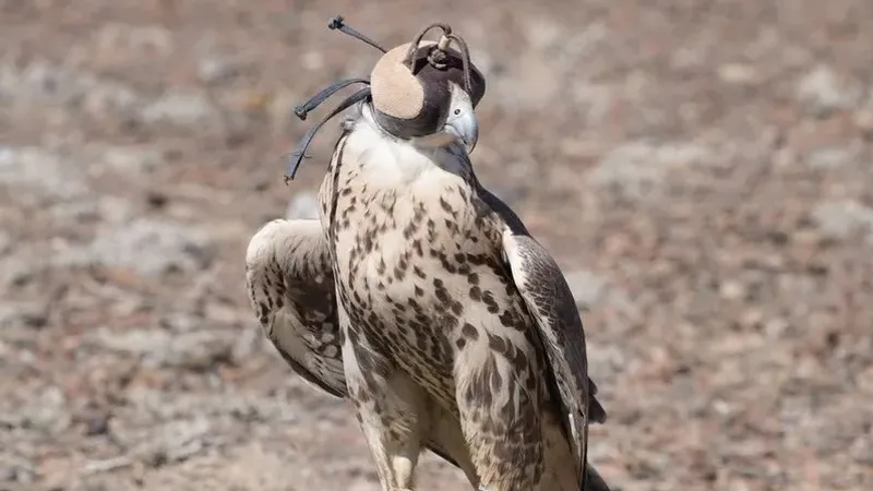 Жетісуда жабайы табиғатқа Қызыл кітапқа енген құс ұшырылды