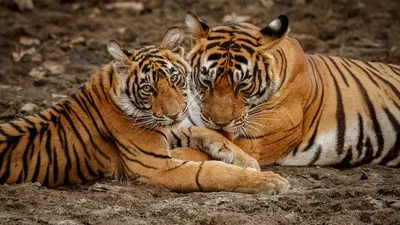 Қазақстанға Ресейден төрт амур жолбарысы әкелінеді , сурет - Zakon.kz жаңалық 30.03.2026 12:53