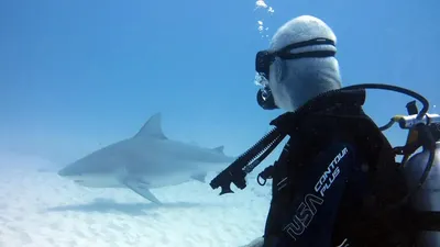 Танымал демалыс аймағында "кокаин акуласы" байқалды, сурет - Zakon.kz жаңалық 02.04.2026 13:07