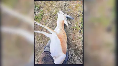 Жамбыл облысында қарақұйрықты заңсыз аулау дерегі анықталды, сурет - Zakon.kz жаңалық 07.04.2026 20:33