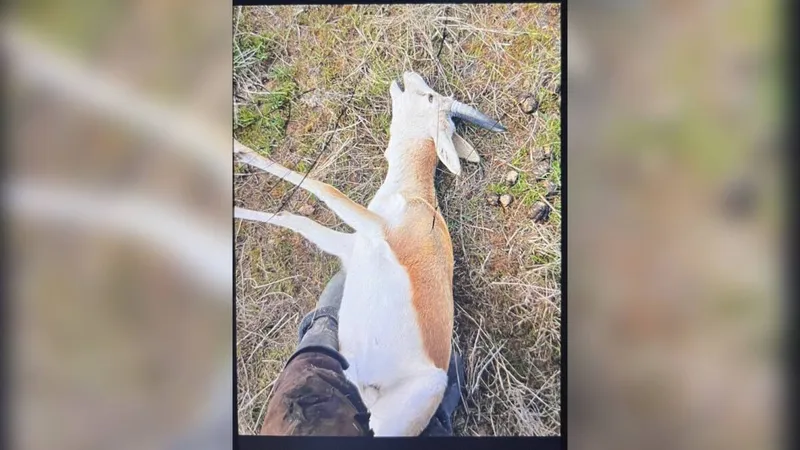 Жамбыл облысында қарақұйрықты заңсыз аулау дерегі анықталды