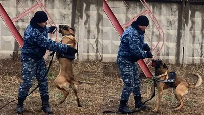 Павлодар облысында қызметтік иттер мен кинологтардың бірлескен жұмысы өңір қауіпсіздігін қамтамасыз етуде маңызды рөл атқарады, сурет - Zakon.kz жаңалық 08.04.2026 13:37