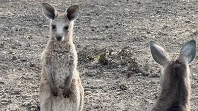 Алматы хайуанаттар бағында ерекше қуанышты оқиға орын алды – кенгурулар көбейіп, бірден үш бірдей төлі дүниеге келді. , сурет - Zakon.kz жаңалық 09.04.2026 10:31