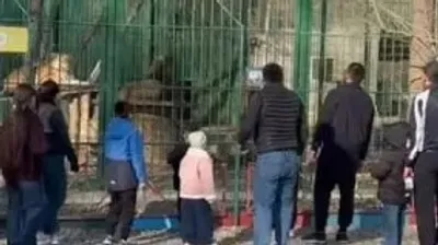 Семейдегі биологиялық орталықта ер адамдар арыстандарды таспен атқылаған, сурет - Zakon.kz жаңалық 12.04.2026 15:20