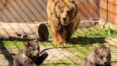 Алматы зообағында "Қызыл кітапқа" енген қонжықтар дүниеге келді, сурет - Zakon.kz жаңалық 14.04.2026 18:30