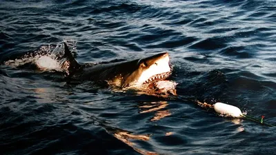 Әлемнің бір аймағында алып ақ акулалар жұмбақ түрде жоғалып кетті, сурет - Zakon.kz жаңалық 14.04.2026 10:39