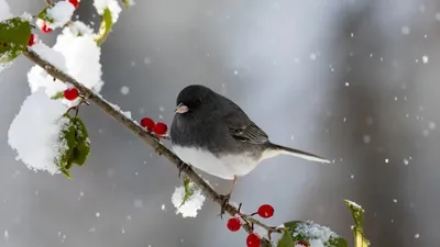 Нөсер жауын мен дауыл: 16 сәуірде қандай ауа райы күтеледі , сурет - Zakon.kz жаңалық 15.04.2026 18:43