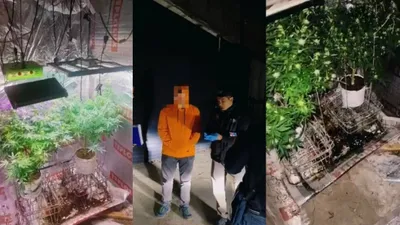 Шымкент тұрғыны үйінің жертөлесінде марихуана өсірген, сурет - Zakon.kz жаңалық 16.04.2026 18:52