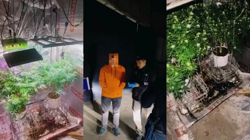 Шымкент тұрғыны үйінің жертөлесінде марихуана өсірген