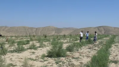 Сексеул егілді Маңғыстау облысында, сурет - Zakon.kz жаңалық 17.04.2026 11:25