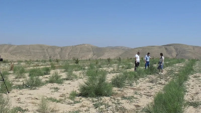 Маңғыстау облысында құм көшкінін тоқтату жұмыстары қарқын алды