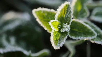 -3°С-қа дейін: 19 сәуірде Қазақстанның қай өңірлерін үсік шалады, сурет - Zakon.kz жаңалық 18.04.2026 15:51
