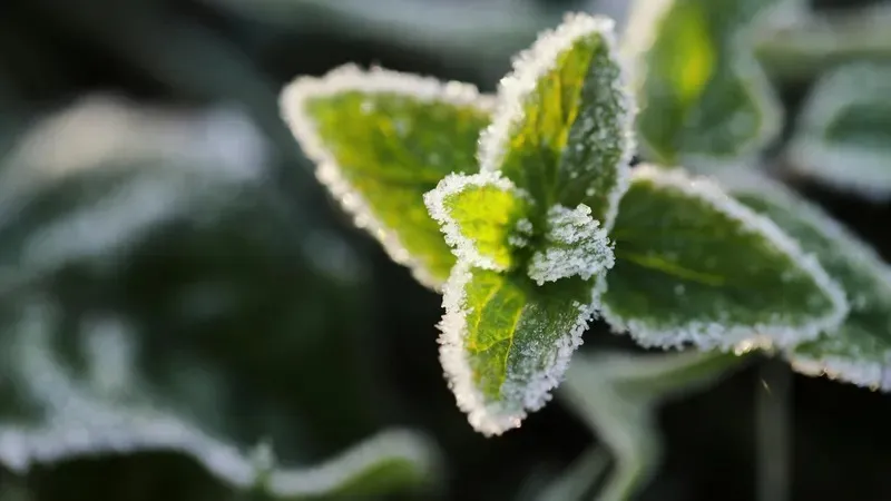 -3°С-қа дейін: 19 сәуірде Қазақстанның қай өңірлерін үсік шалады