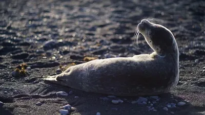 Маңғыстауда итбалық қырылуда: теңіз жағасынан 200-ге тарта өлексе табылды , сурет - Zakon.kz жаңалық 18.04.2026 16:50
