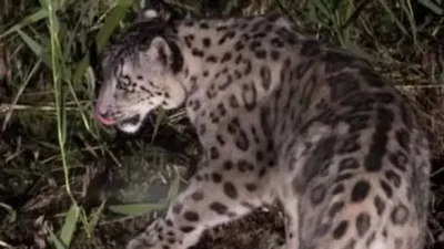 Жетісу облысында сирек кездесетін қар барысы камераға түсіп қалды, сурет - Zakon.kz жаңалық 19.04.2026 12:55