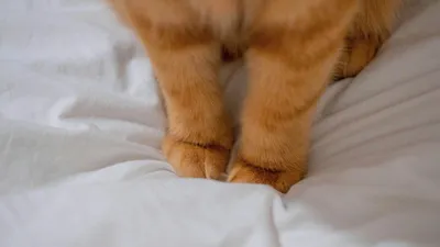 Семей қаласының тұрғыны әлеуметтік желіде үйінде марғауды өлтіріп алғаны туралы жазба мен видео жариялаған. Бұл жарияланым желі қолданушылары арасында үлкен резонанс тудырып, қызу талқыға түсті., сурет - Zakon.kz жаңалық 20.04.2026 10:14