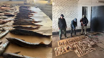 БҚО-да заңсыз балық тасымалдаған күдіктілер анықталды, сурет - Zakon.kz жаңалық 21.04.2026 12:04