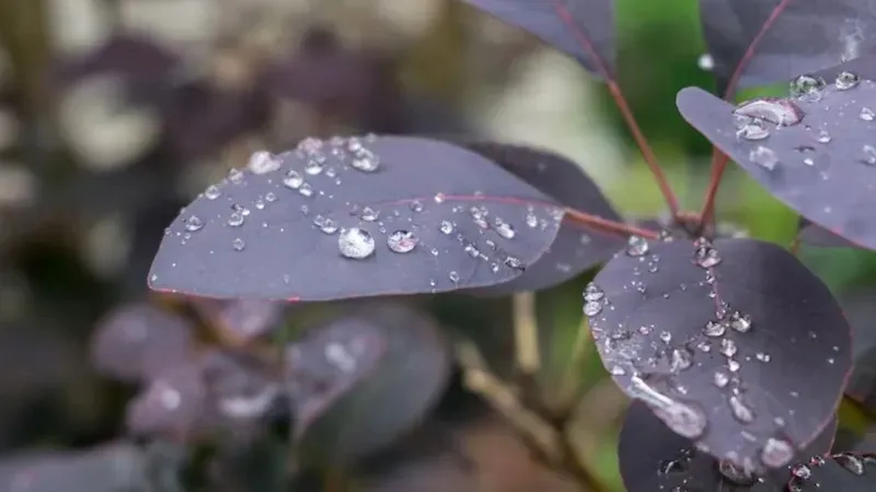 Үсік жүріп, жаңбыр мен қар жауады: 24 сәуірде Қазақстан бойынша қолайсыз ауа райы күтіледі