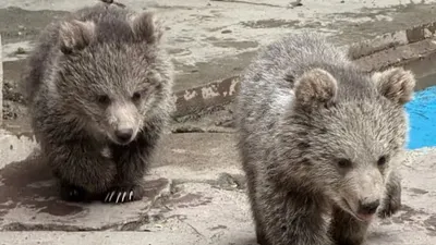 Алматы хайуанаттар бағы жағымды жаңалықпен бөлісті, сурет - Zakon.kz жаңалық 24.04.2026 17:51