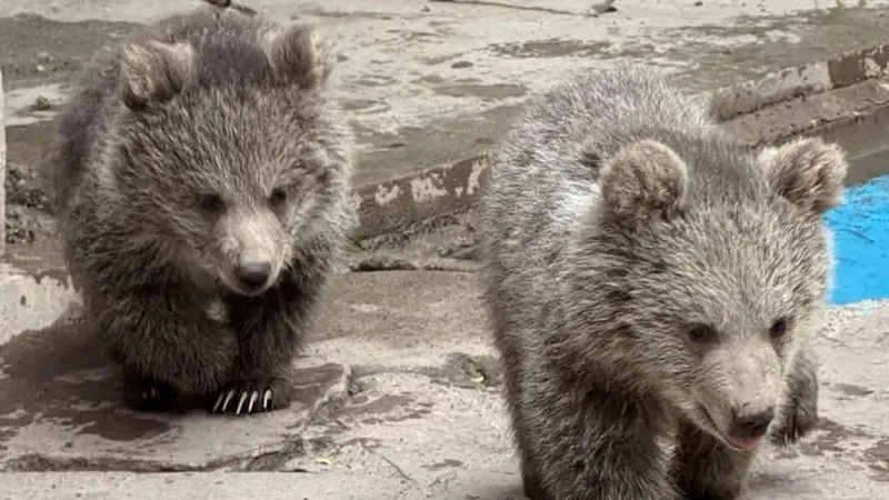 Алматы хайуанаттар бағы жағымды жаңалықпен бөлісті