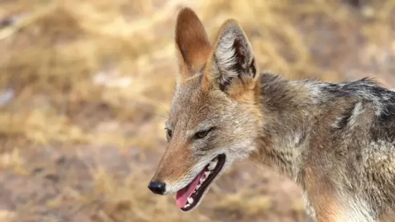 Түркістан облысында қорқау қасқыр екі жасар қыз бен ер адамға шабуыл жасады – видео