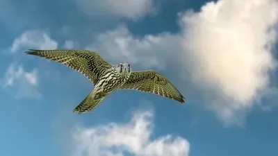 Жабайы болмысын сақтаған: Алматы зоопаркіндегі екі құс еркіндікке жіберілді, сурет - Zakon.kz жаңалық 29.04.2026 17:58