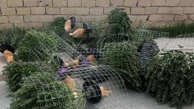 Қарасора, Маңғыстау облысы, Мұнайлы ауданы, есірткі, зертхана, сурет - Zakon.kz жаңалық 06.05.2026 19:53