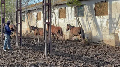Қостанай ауданының полиция бөліміне бес жылқының еркін жайылымнан жоғалғаны туралы арыз түсті., сурет - Zakon.kz жаңалық 08.05.2026 09:58