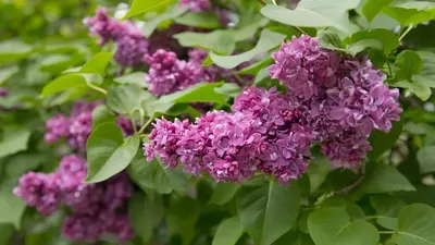 Сәтбаевта миллиондаған қаржыға егілген көшеттер қурап жатыр , сурет - Zakon.kz жаңалық 15.05.2026 09:58