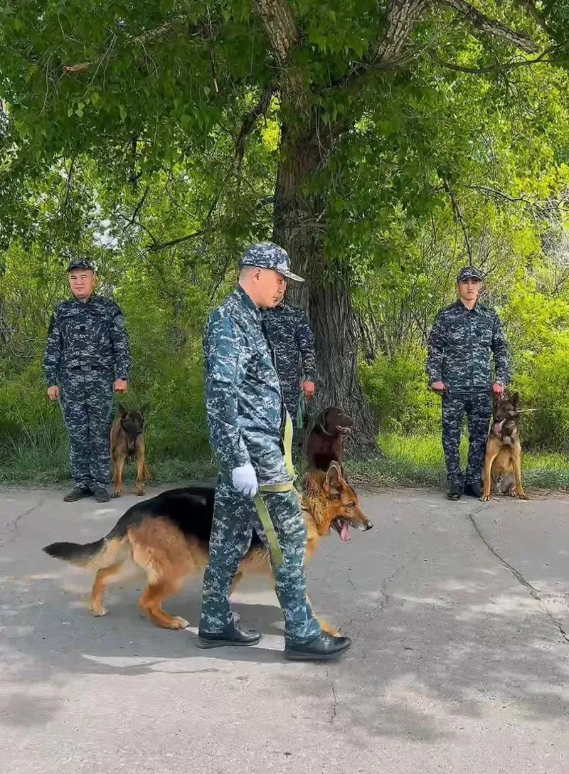 Қазақстандық полицей зейнетке шыққан қызметтік итті өз панасына алды , сурет - Zakon.kz жаңалық 19.05.2026 11:47