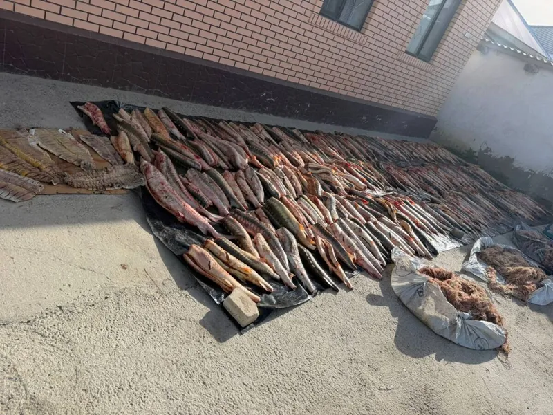 Атырау облысында полиция бекіре тұқымдас балықтардың заңсыз айналымының жолын кесті, сурет - Zakon.kz жаңалық 23.05.2026 17:50