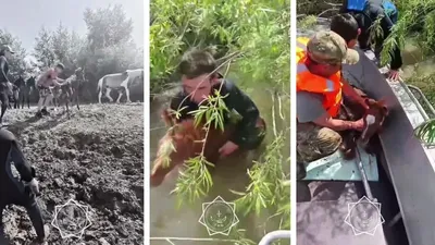 Құтқару, Ақмола облысы, Есіл, өзен, құлын