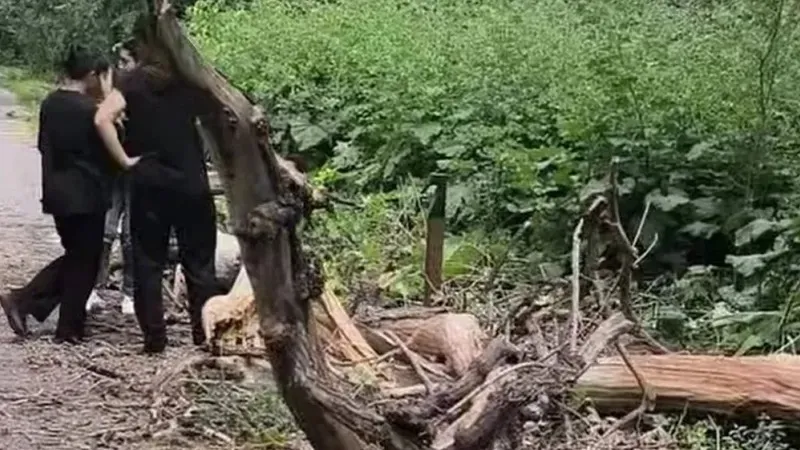 Алматыда 19 жастағы қыздың үстіне ағаш құлап, комаға түсті