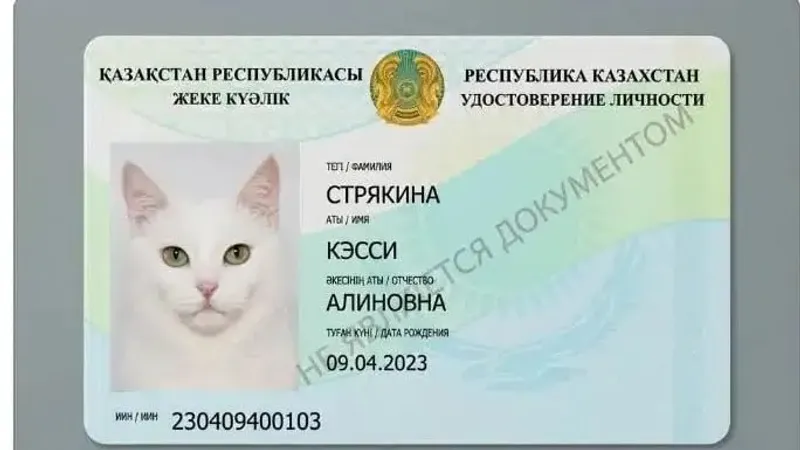 Қазақстандықтар мысықтарға арналған "ХҚКО" ашты: үй жануарына ресми төлқұжатты қалай рәсімдеуге болады, сурет - Zakon.kz жаңалық 05.08.2026 16:33