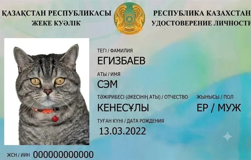 Қазақстандықтар мысықтарға арналған "ХҚКО" ашты: үй жануарына ресми төлқұжатты қалай рәсімдеуге болады, сурет - Zakon.kz жаңалық 05.08.2026 16:33