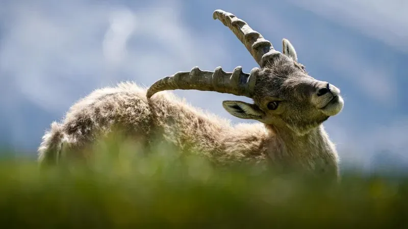 Бұған дейін әлеуметтік желілерде Түркістан облысында түсірілген бейнежазба кеңінен тарады. Онда жергілікті тұрғындардың жабайы жануарды таяқпен "ауламақ" болғаны көрінеді, деп хабарлайды Zakon.kz., сурет - Zakon.kz жаңалық 13.08.2026 10:25