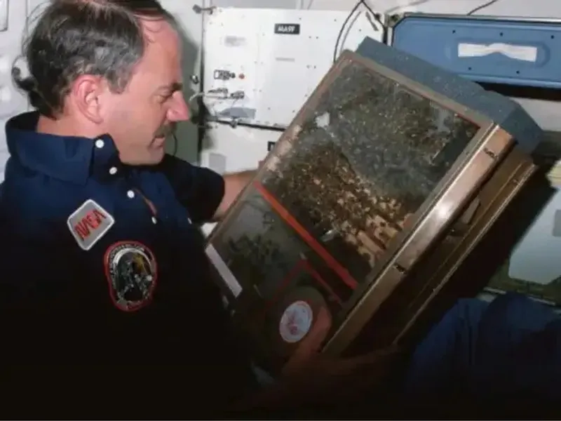 1984 жылы NASA 3300 араны ғарышқа ұшырып, олардың салмақсыздық жағдайында не істейтінін зерттеді, сурет - Zakon.kz жаңалық 28.08.2026 14:35
