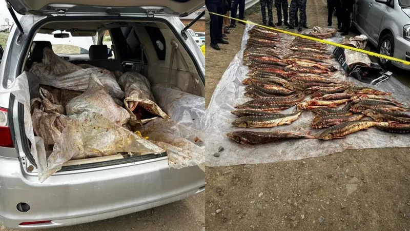 Атырауда 277 келі бекіре балығын заңсыз тасымалдаған күдіктілер ұсталды, сурет - Zakon.kz жаңалық 29.08.2026 13:50