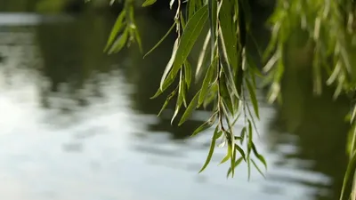 Алматының Ботаникалық бағында 70 жылдық әйгілі тал ағашы алынып тасталды