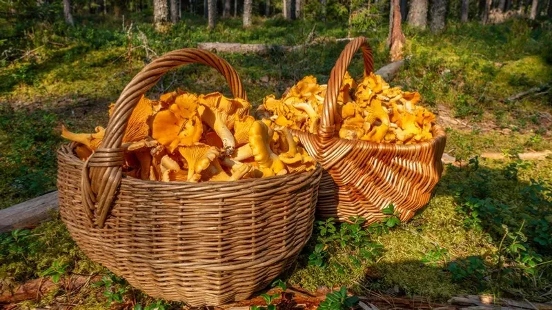 Қарағанды облысының Қарқаралы ауданындағы мемлекеттік ұлттық табиғи парк аумағында құтқарушылар жоғалып кеткен саңырауқұлақ терушіні іздеді, деп хабарлайды Zakon.kz.
